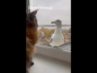 🥰Кот и чайка подружились в Петербурге. (видео)