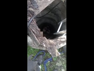 Спасатели вытащили женщину из колодца в Шумихе    В Шумихе 50-летняя женщина вырывала траву в огороде, наступила на... (видео)