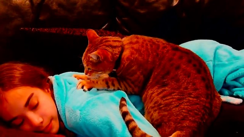Funny Cats, 1 ( The Internet Stars Show, January