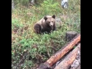 Молодая медведица угодила в капкан в Карелии. Охотинспекторам пришлось погрузить животное в сон, чтобы освободить и... (видео)