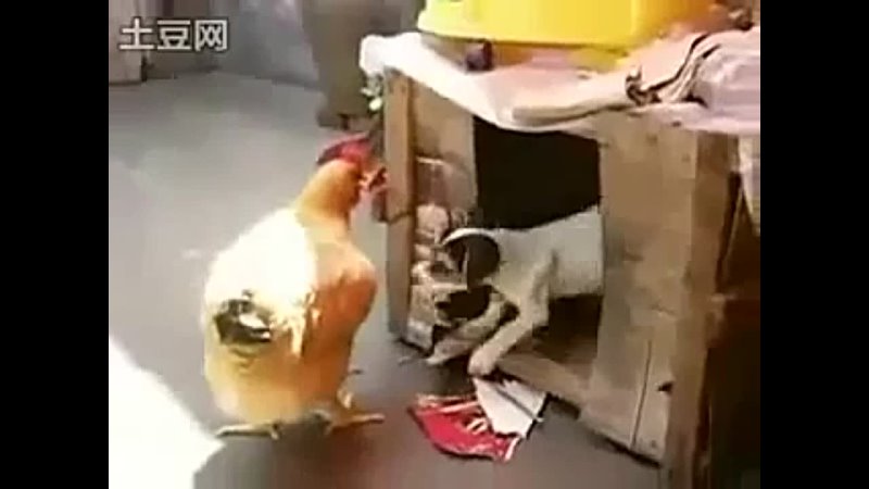 dog have sex with chicken