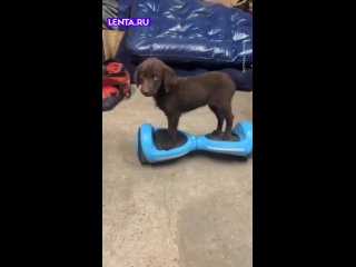 Машины уже восстали и перешли на сторону пёсиков! ... (видео)