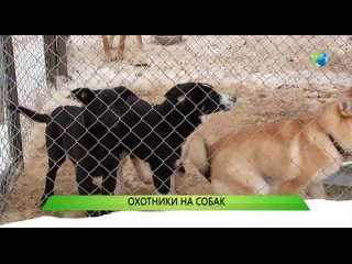 Служба новостей “Город“ - Охотники на собак