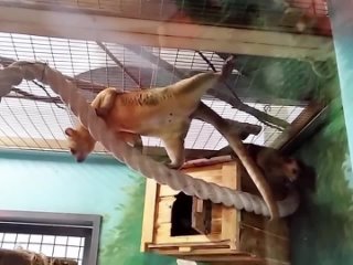 Знаете, кто это? Знакомьтесь, кинжаку — единственное животное среди енотов, живущее на деревьях. Посмотрите, какие... (видео)