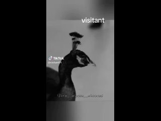 эстрадарада_ Вите надо выйти_ трэк 2017 года _estradarada_витенадовыйти_visitant_2025 _Visitant(MP4).mp4