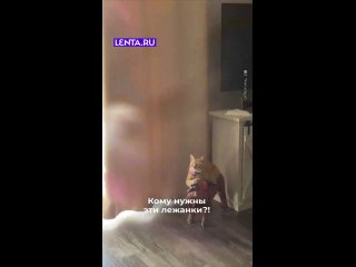 Этот кот просто выбрал быть счастливым ... (видео)