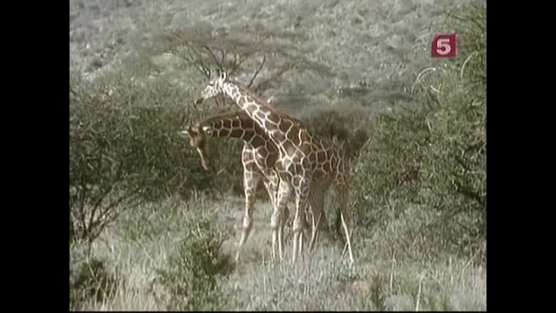 BBC Мир Природы. И животным нужна свобода / The Natural World.