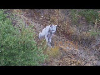В Испании впервые в истории заметили белую пиренейскую рысь    На юге Испании фотографам впервые удалось снять... (видео)