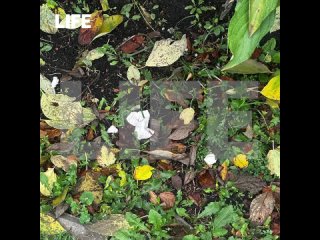 Волна массовых отравлений домашних животных произошла в Красногорске  Наибольшее число инцидентов зафиксировано в... (видео)