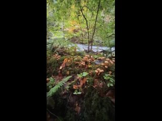 🍄🟫Огромный пень с опятами  По дороге к Семеновскому водопаду)  Собирайте и не благодарите😄  🎥: krukov.travel (видео)