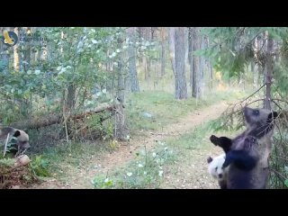 Красавчики, спинка зачесалась🙂 - Татьяна Данилова