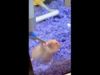 Какие же эти хомяки забавные животные все-таки! (видео)