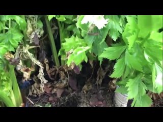 Как посадить и вырастить базилик