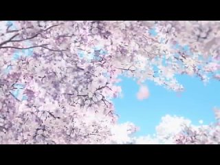 Очень красивая и проникновенная японская песня!!! 日本さくら  Сакура цветет!