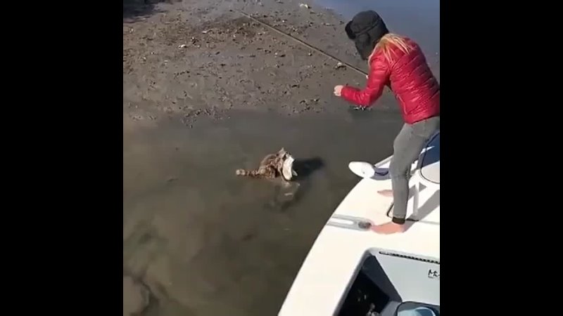 Енот ловит рыбу