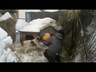 Диплом I степени | Хамраев Айдар “Хозяйское око за всем глядит“