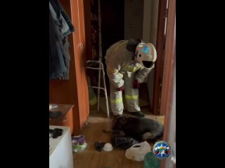 🐕 В Новосибирске спасатели нашли собаку, запертую в квартире рядом с умершим хозяином    Сигнал поступил из дома на... (видео)