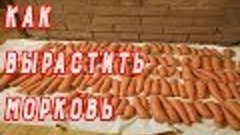 Как вырастить морковь