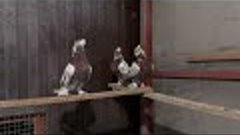 Андижанские голуби, чили.