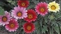 Gazania sp. - Mittagsgold, Treasure Flower