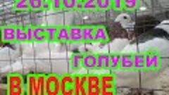 26.10.2019 Выставка голубей в Москве. | Межрегиональная ярма...