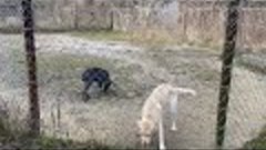 Собаки на прогулке! Кане-корсо и Лабрадор