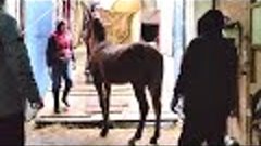 Отправка коневоза в Казахстан и Кыргызстан. Продажа лошадей ...