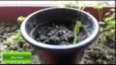 Развитие растения на примере гороха