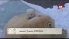 Медвежонок из новосибирского зоопарка говорит &quot;мама&quot;