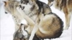 Wolf - Native American Music-