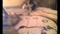 Cat and the new bedsheet / Кошка и новая простыня