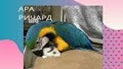 Попугай Ара принёс мышь (macaw parrot brought a mouse)