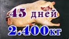 Шикарный вес потрошеной бройлерной утки в 45 дней! Невероятн...