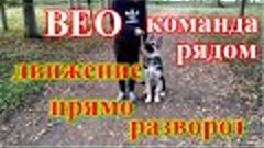 Команда рядом движение, остановка, посадка щенок Восточно ев...