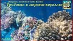 Dangerous inhabitants of the Red Sea - тридакна и морские ко...