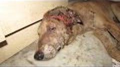 Incredible recovery of alarmingly injured dog found waiting ...