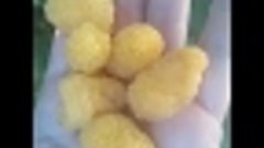 Желтая номерная малина К2.  Летнее плодоношение