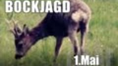 Bockjagd 1.Mai 2016 / First roebuck season 2016/ Chasse au b...