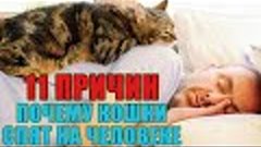 11 причин, почему кошки спят на человеке. Любимые места кошк...