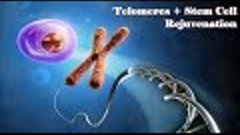 Regenerate your Telomeres and Stay Young Forever - Gentle Ra...