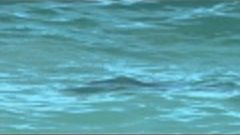 Sharks Swarm Perth Beach