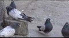Кировоградские высоколётные безкружные голуби (Сиренивые)