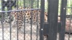 Леопарда с &quot;котятками&quot;:)) в Николаевском зоопарке.