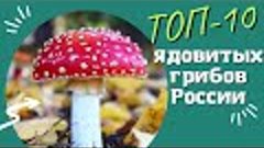 ТОП-10 ядовитых грибов России