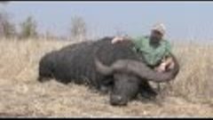 Cape Buffalo Hunt / Büffeljagd / Buffeljakt