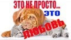 Приколы с животными..Смешное и романтичное видео о собаке и ...