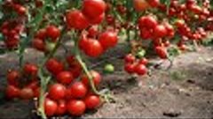 Как  вырастить шикарные томаты в открытом грунте