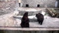 Медведи Николаевского зоопарка.