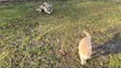 Кавказская овчарка Железная выдержка с котом Дрессировка