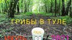 Грибы в Тульской области!Поход#2